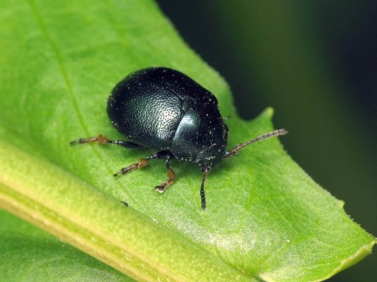 Западный горчичный листоед
