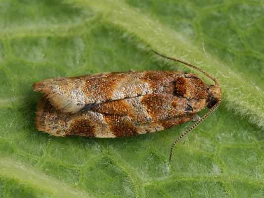 Пестро-золотистая листовёртка (Листовёртка жимолостная)