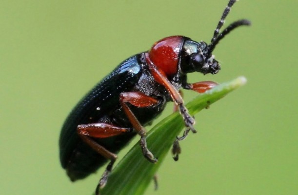 Пьявица обыкновенная