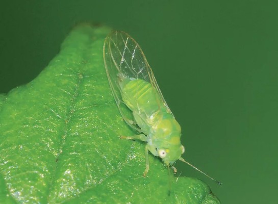 Яблоневая медяница