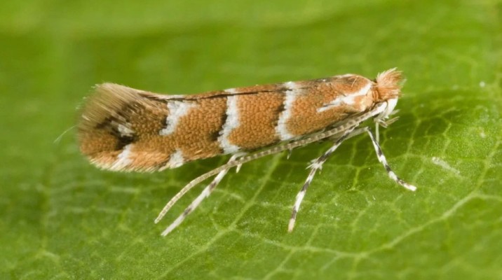 Яблонная минирующая моль