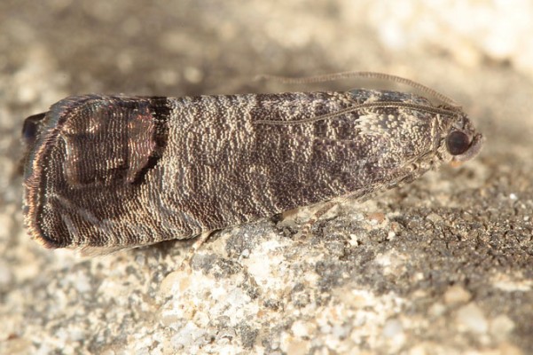 Яблонная плодожорка