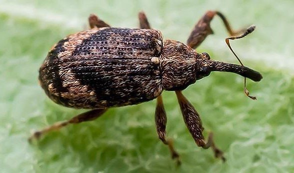 Яблонный цветоед