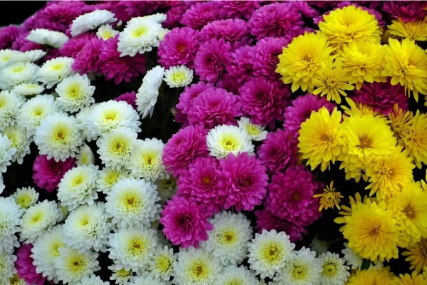 Хризантема садовая: как выглядит, описание, где растет