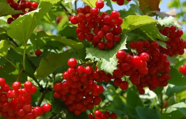 Калина обыкновенная: как выглядит, описание, где растет