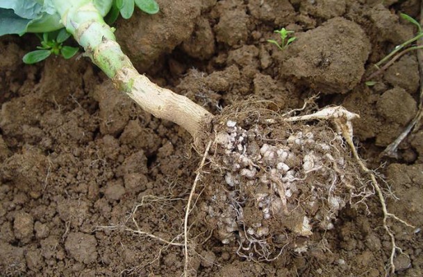 Кила капусты