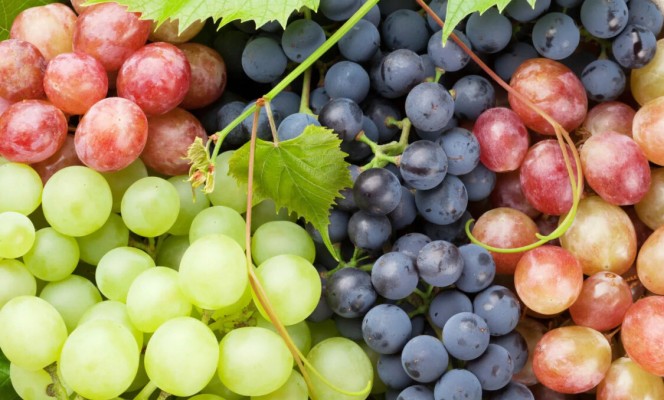 Виноград культурный: как выглядит, описание, где растет