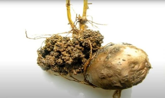 Рак картофеля