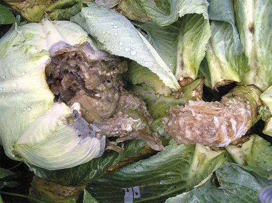 Слизистый бактериоз капусты (мокрая гниль)