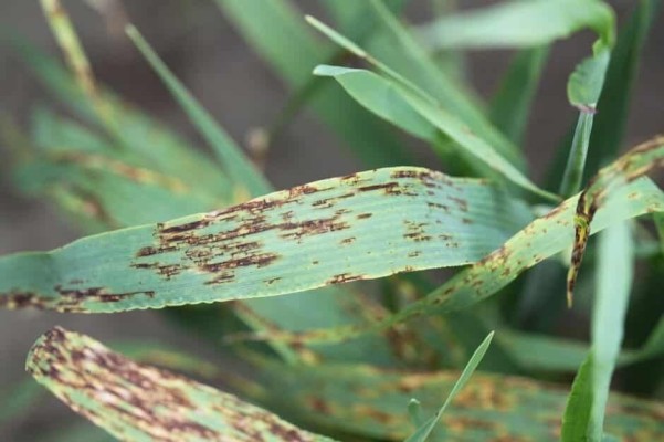 Темно-бурая пятнистость (Гельминтоспориоз)