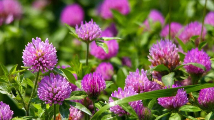 Клевер луговой: как выглядит, описание, где растет