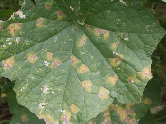 Угловатая пятнистость листьев: описание, причины и методы борьбы