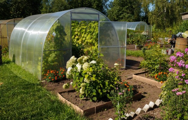 Что можно посадить в теплице вместе с огурцами, перцами или помидорами