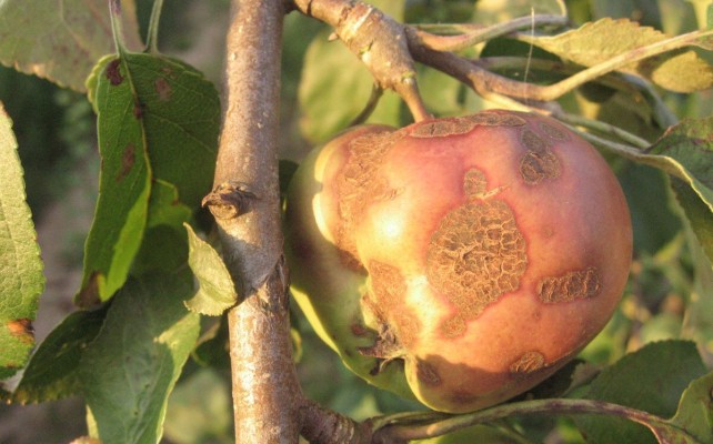 Парша яблони