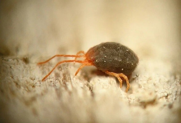 Бурый плодовый клещ
