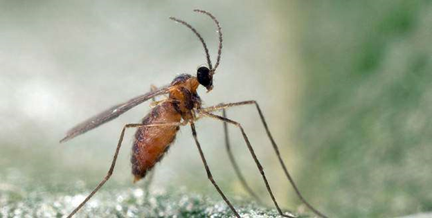 Грушевая листовая галлица