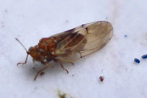 Грушевая медяница