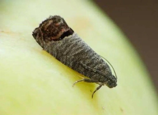 Грушевая плодожорка