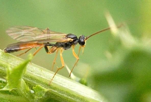 Грушевый пилильщик-ткач