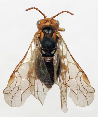 Грушевый плодовый пилильщик