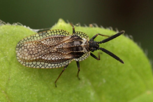 Грушевый клоп