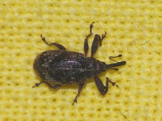 Грушевый долгоносик