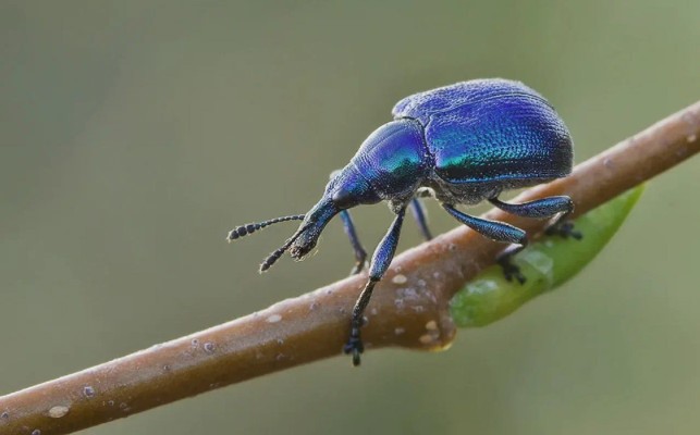 Трубковёрт