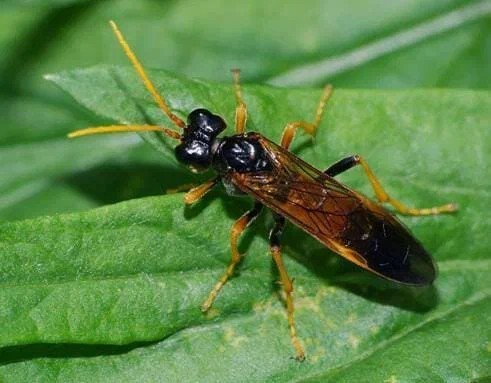 Яблонный пилильщик