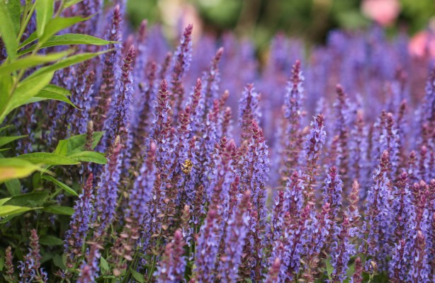 Шалфей дубравный: как выглядит, описание, где растет