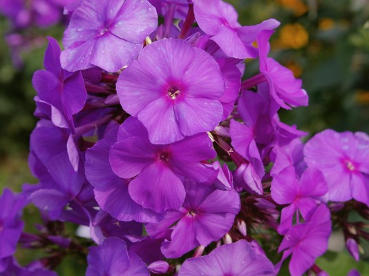 Флокс метельчатый: как выглядит, описание, где растет