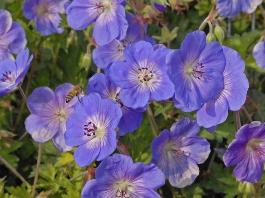 Герань садовая «Розанна»: как выглядит, описание, где растет