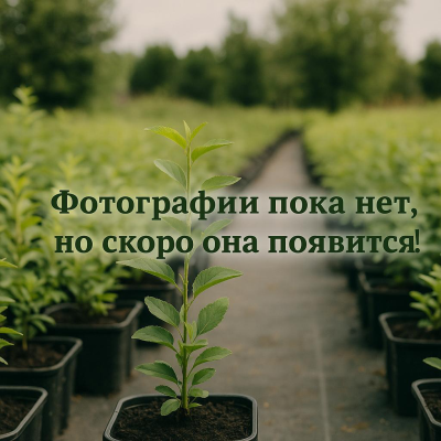 Времена года
