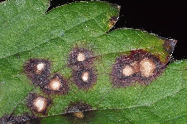 Рамуляриоз (белая пятнистость листьев)