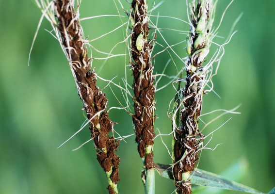 Пыльная головня