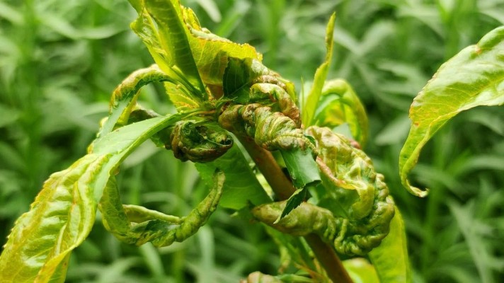 Курчавость листьев: описание, причины и методы борьбы