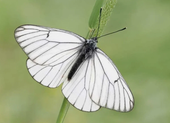 Боярышница