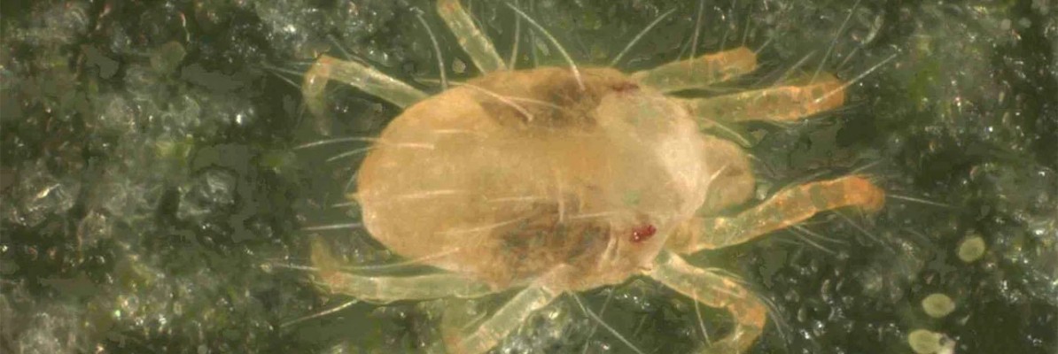 Земляничный клещ