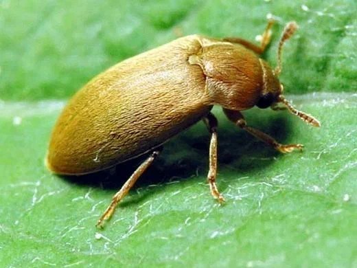 Малинный жук