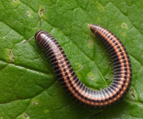 Многоножки