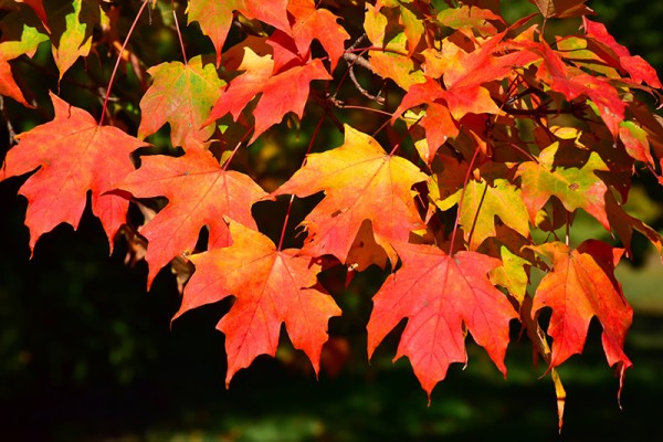 Клен сахарный: как выглядит, описание, где растет