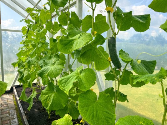 Формирование огурцов в теплице: делаем правильно
