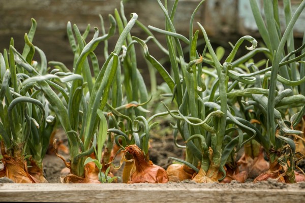 Гниет лук на грядке: что делать и как предотвратить