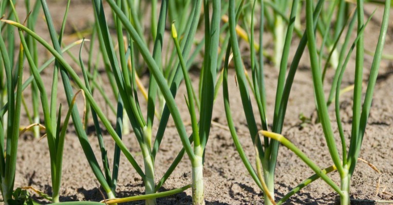 Желтеет лук на грядке: что делать?