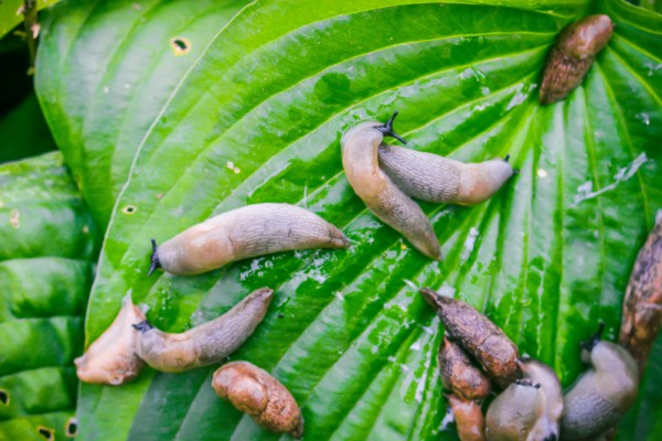 Как избавиться от слизней в огороде: средства и способы