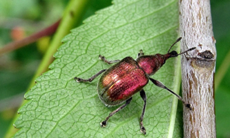 Вишнёвый долгоносик