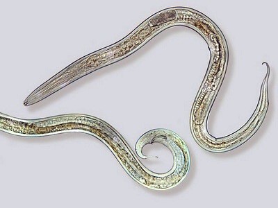 Земляничная нематода: чего боится, как избавиться?