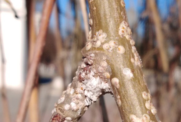 Ивовая щитовка