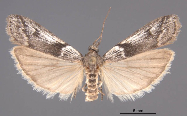 Крыжовниковая огнёвка