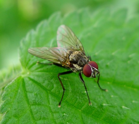 Малинная муха