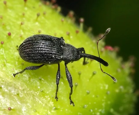 Малинно-земляничный долгоносик